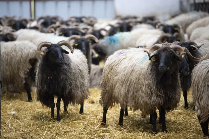 Le Manex : le mouton emblématique du Pays Basque à découvrir - Iparra